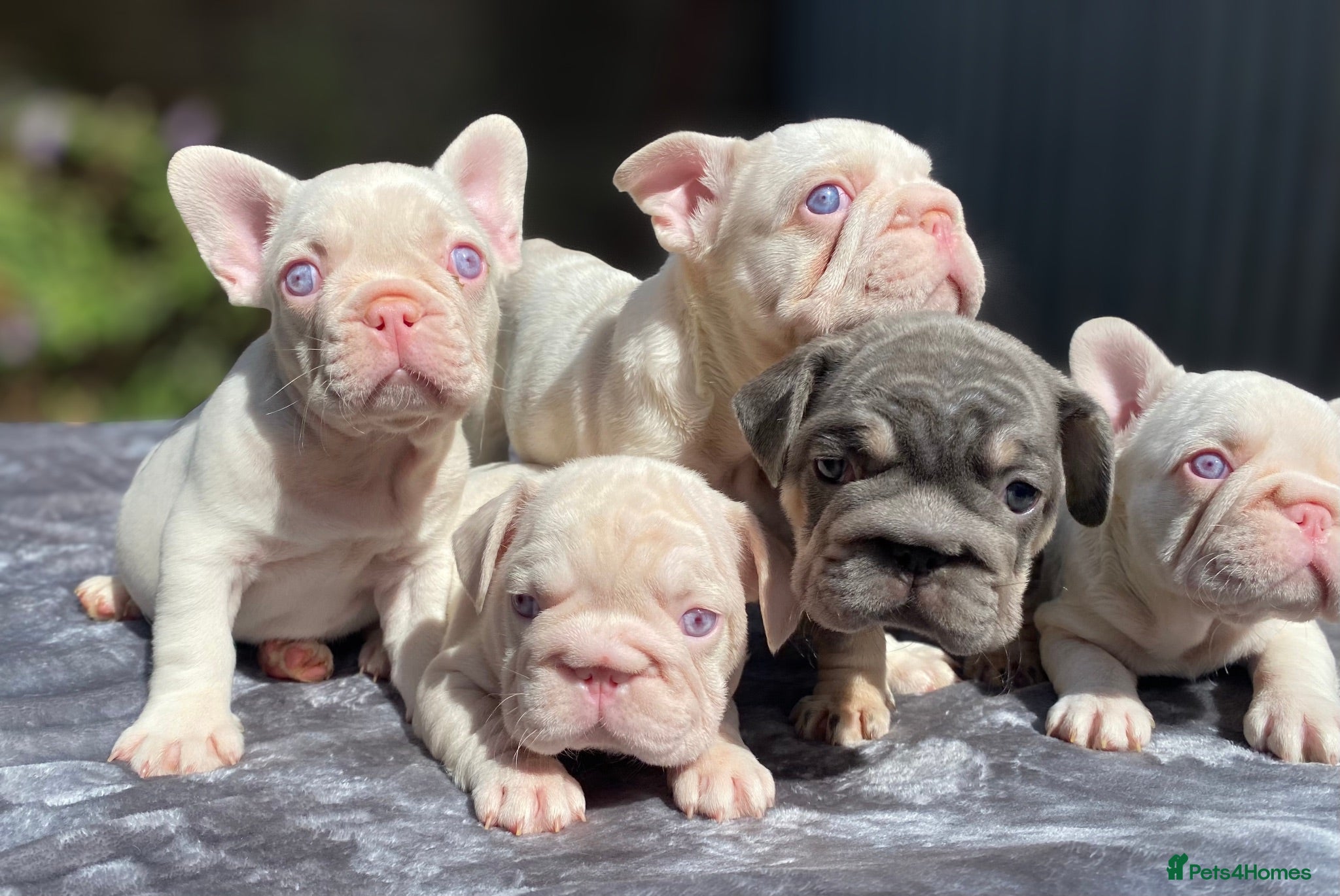 French Bulldog dogs 7 beautiful French bulldog puppies  - Advert 4