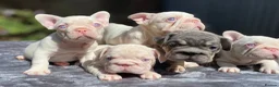 French Bulldog dogs for sale: 7 beautiful French bulldog puppies  - Advert 1