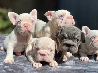 French Bulldog dogs 7 beautiful French bulldog puppies - Advert 4