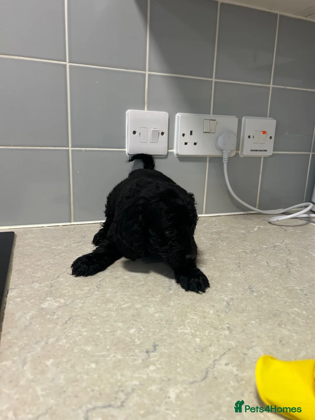 Cockapoo dogs for sale: Beautiful miniature cockapoo puppies for sale  - Advert 12