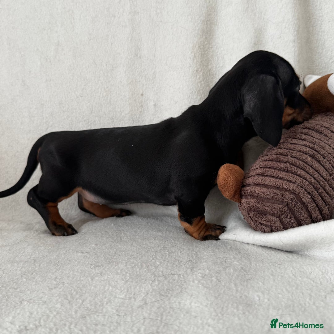 Dachshund dogs for sale: Mini smooth coat dachshunds  - Advert 14