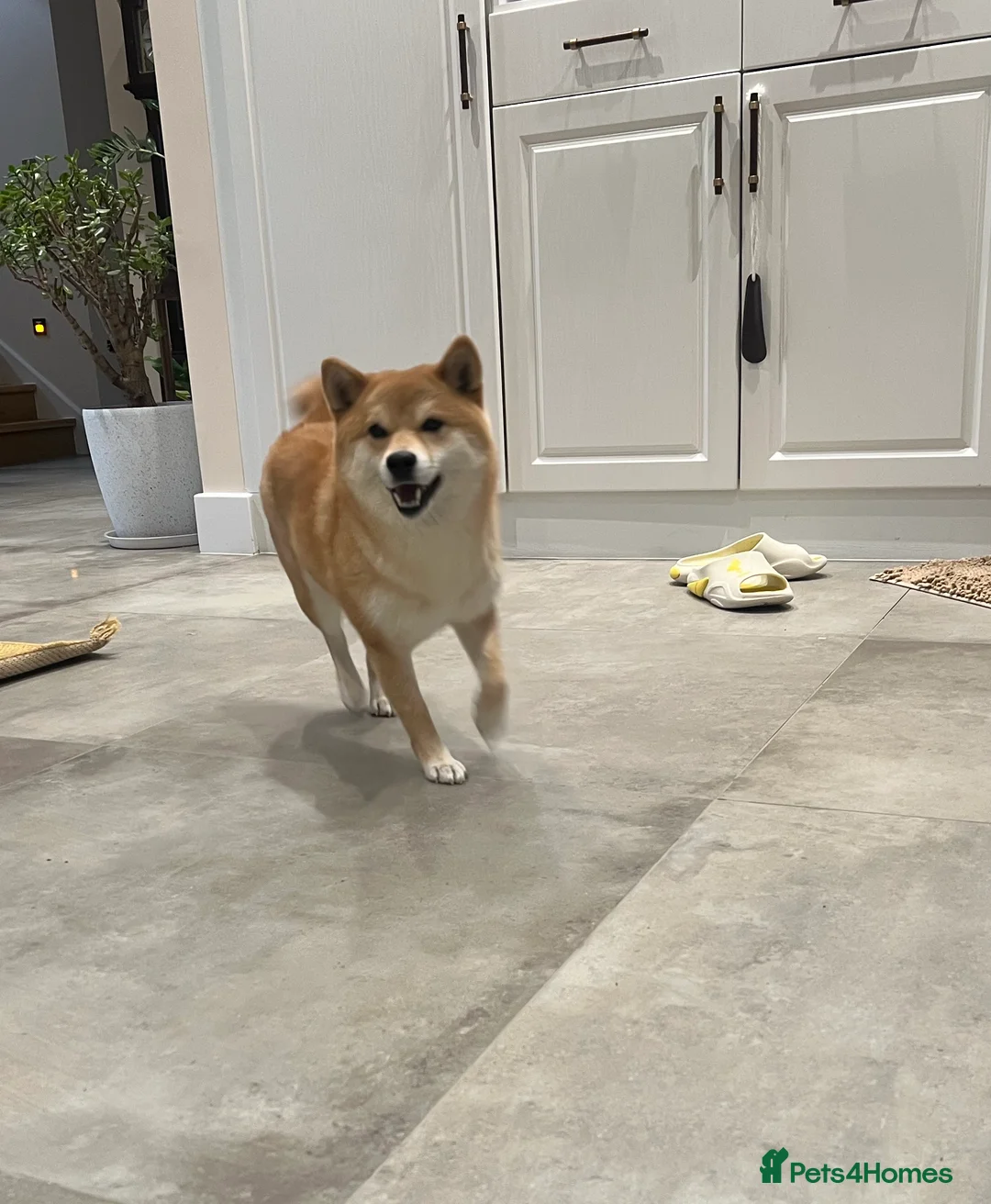 Japanese Shiba Inu dogs for sale: My 2-Year-Old Shiba Inu Evee – Loving Home Wanted in Northwood - Advert 5