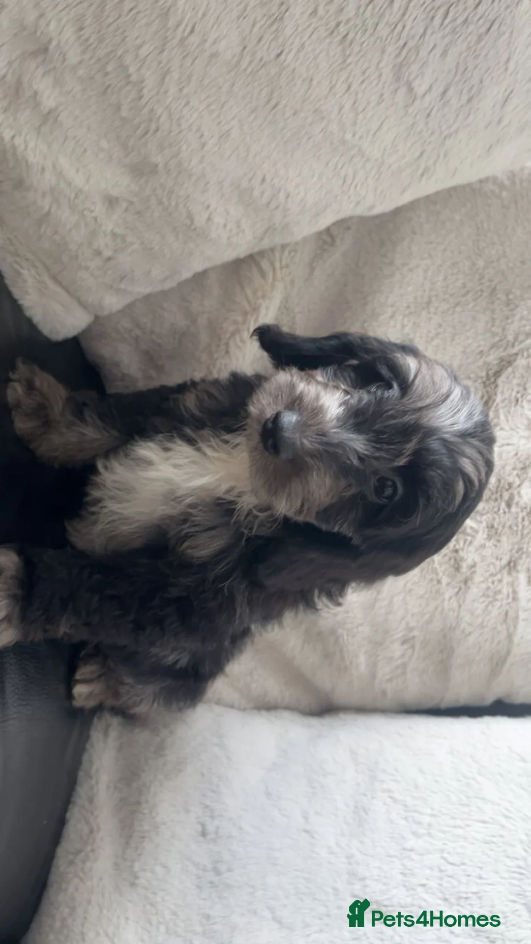 Cockapoo dogs for sale: Beautiful Cockapoo puppies  in Manchester - Advert 2
