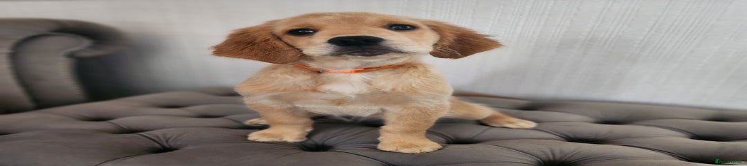 Golden Retriever Puppy 2