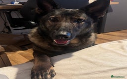 German Shepherd dogs for sale: Rocky - German Shepherd - Image 8