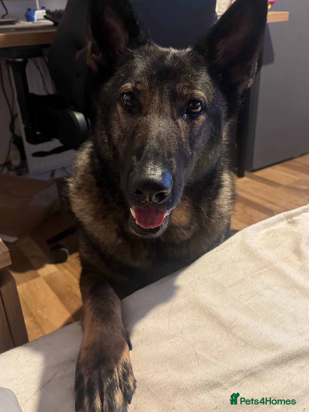 German Shepherd dogs for sale: Rocky - German Shepherd - Image 8