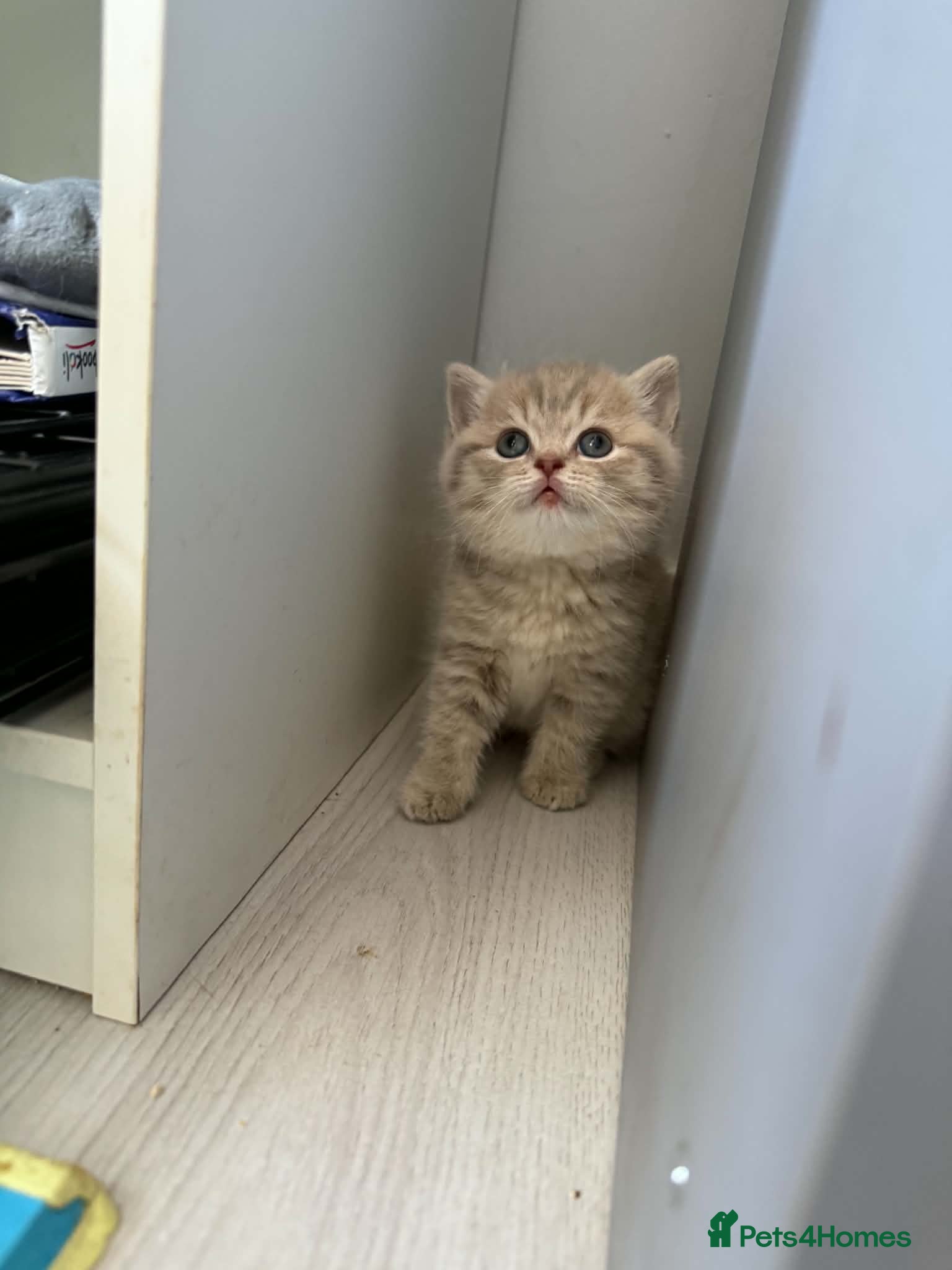 Scottish Fold cats Exceptional litter of Scottish fold/ straight😍😍 - Advert 2