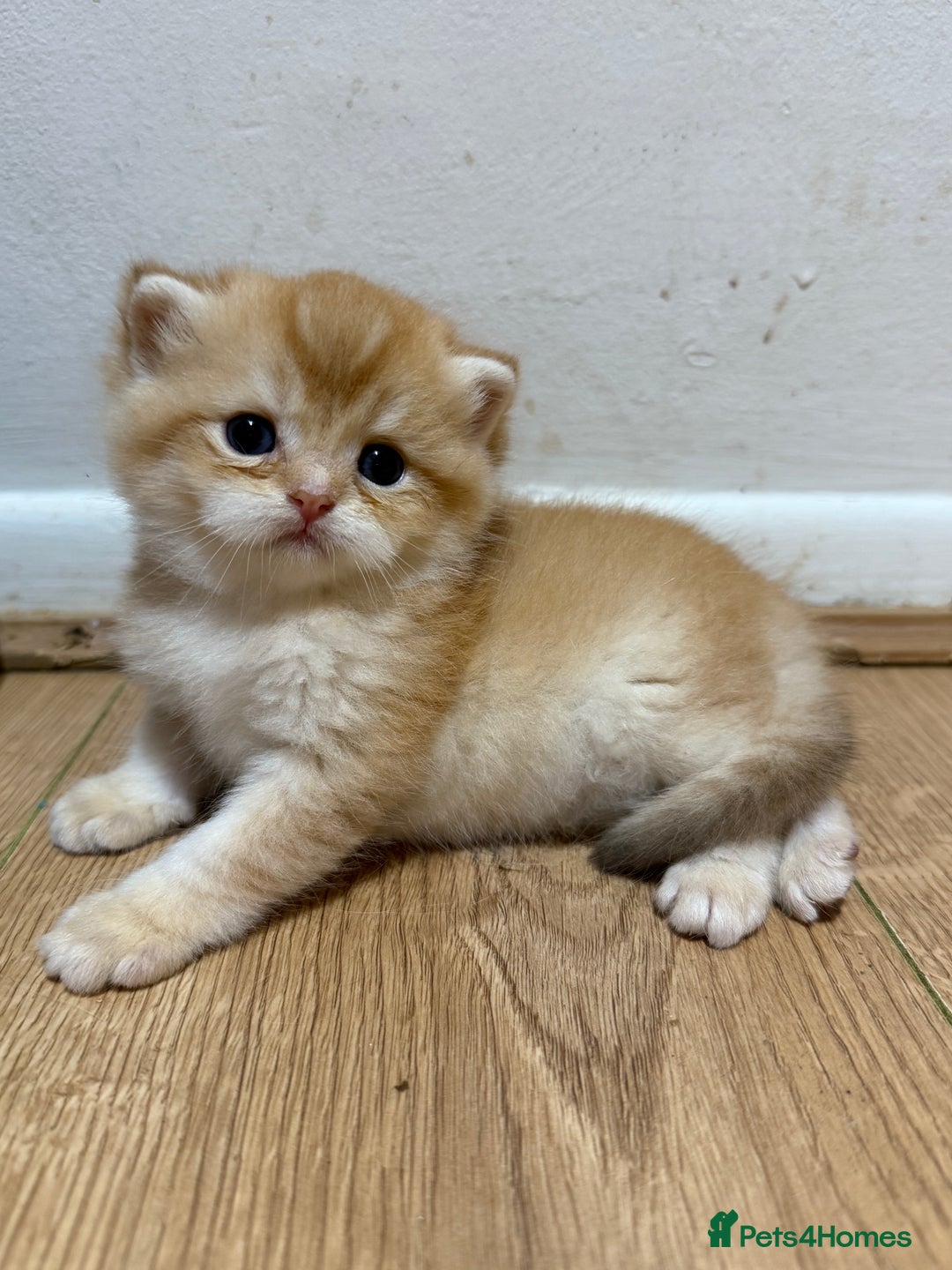 British Shorthair cats for sale: GCCF reg BSH & LH Chocolate & Black Golden Kittens - Image 21