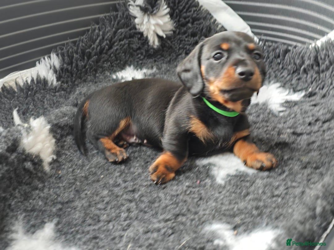 Miniature Dachshund dogs for sale: KC Miniature Dachshund Pups  - Image 7