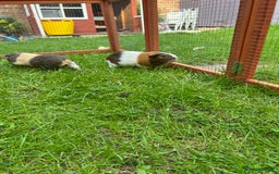 Guinea Pig rodents for sale: 2 male guinea pig brothers - Image 4