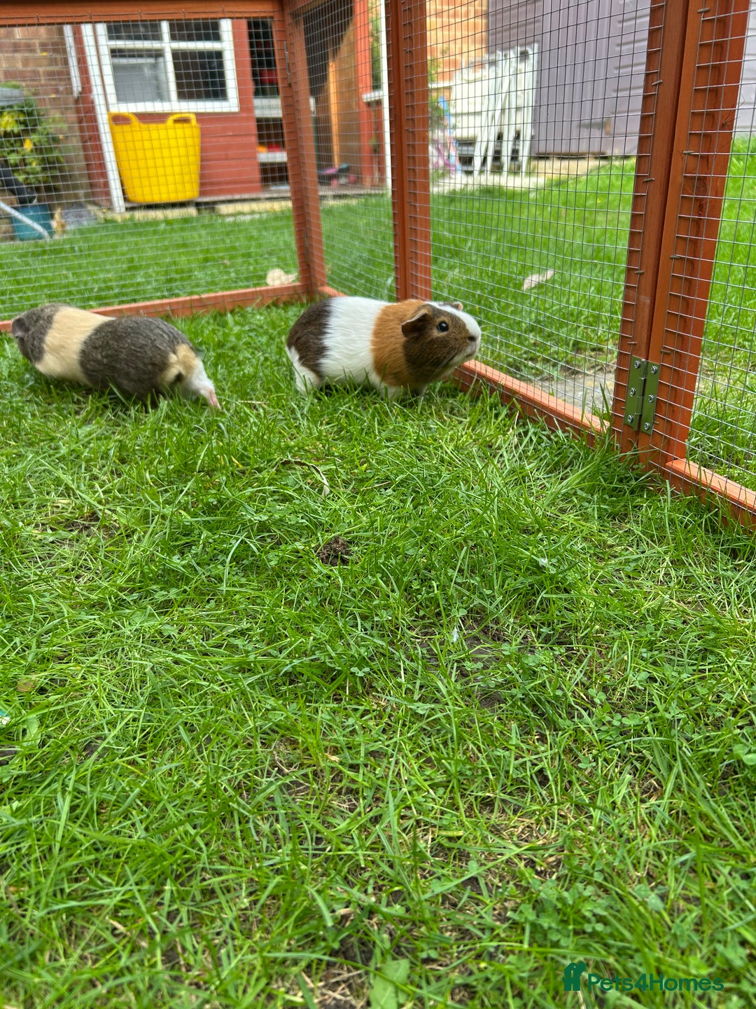 Guinea Pig rodents for sale: 2 male guinea pig brothers - Image 4
