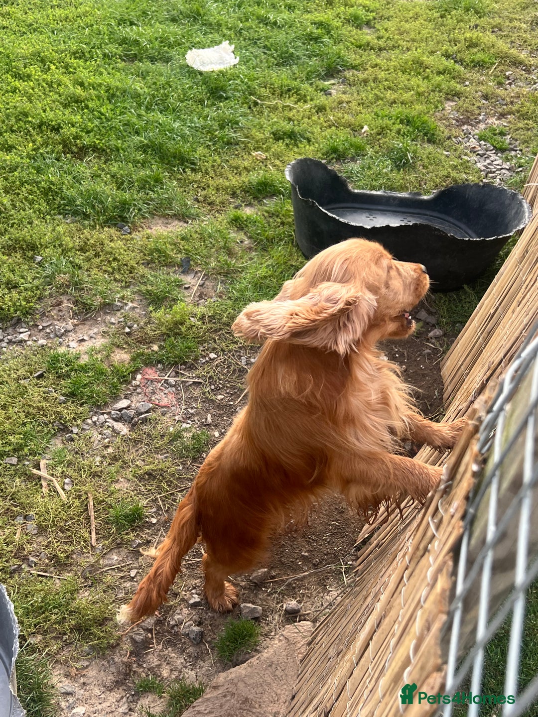 Cocker Spaniel dogs for sale: Lotus rehoming  - Image 5