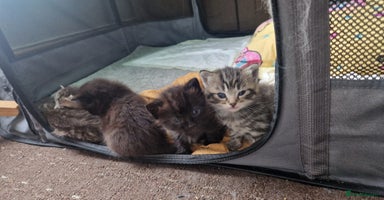 Mixed Breed cats - Advert 3