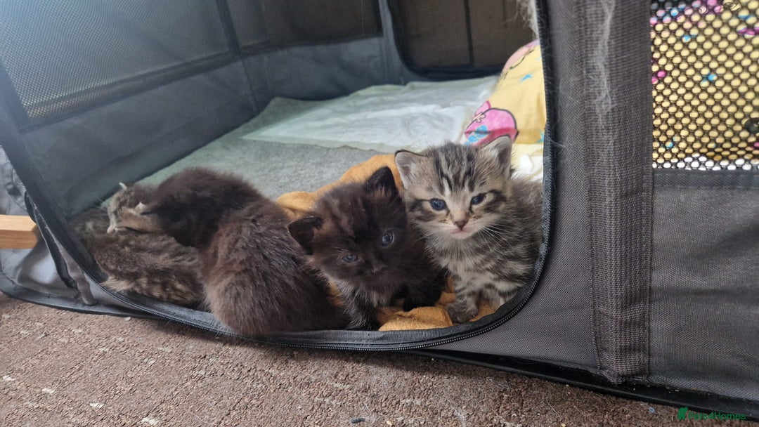 Mixed Breed cats for sale: 5 mixed breed kittens. Ragdoll/tabby - Image 2