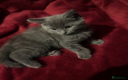 Mixed Breed cats for sale: 2 adorable 1/4 ragdoll kittens  - Image 13