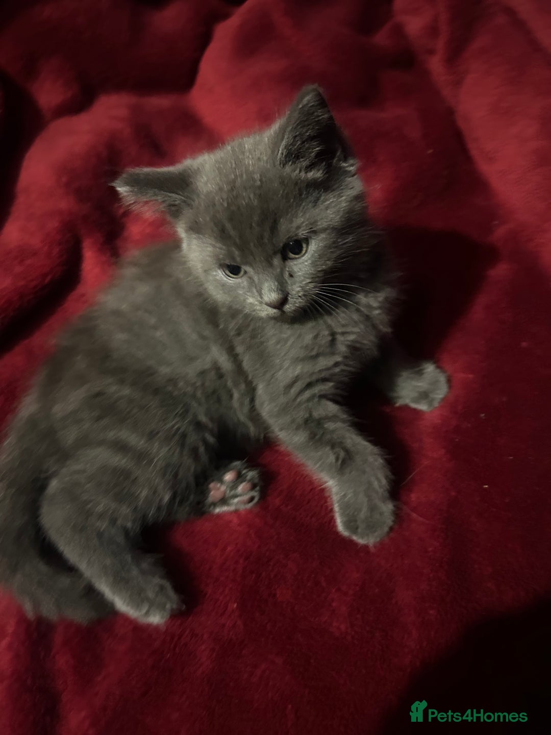 Mixed Breed cats for sale: 2 adorable 1/4 ragdoll kittens  - Image 13