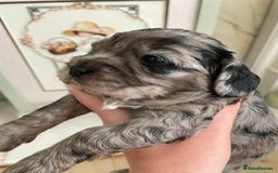 Cavapoo dogs for sale: F1 cavapoos puppies DNA Clear  - Image 7