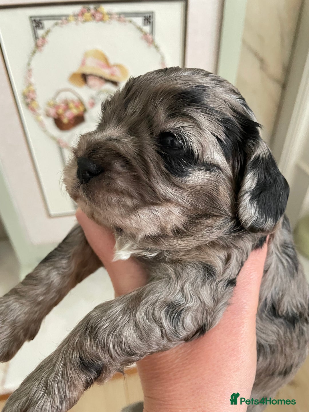 Cavapoo dogs for sale: F1 cavapoos puppies DNA Clear  - Image 7