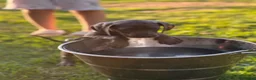 Weimaraner dogs for sale: Kc Weineramer pups  in Ashford - Advert 5