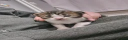 British Longhair cats for sale: Stunning British Kittens - Home Reared & Healthy - Advert 13