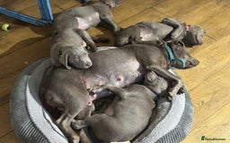 Labrador Retriever dogs for sale: Remaining 3 puppies (13 wks) - Image 8