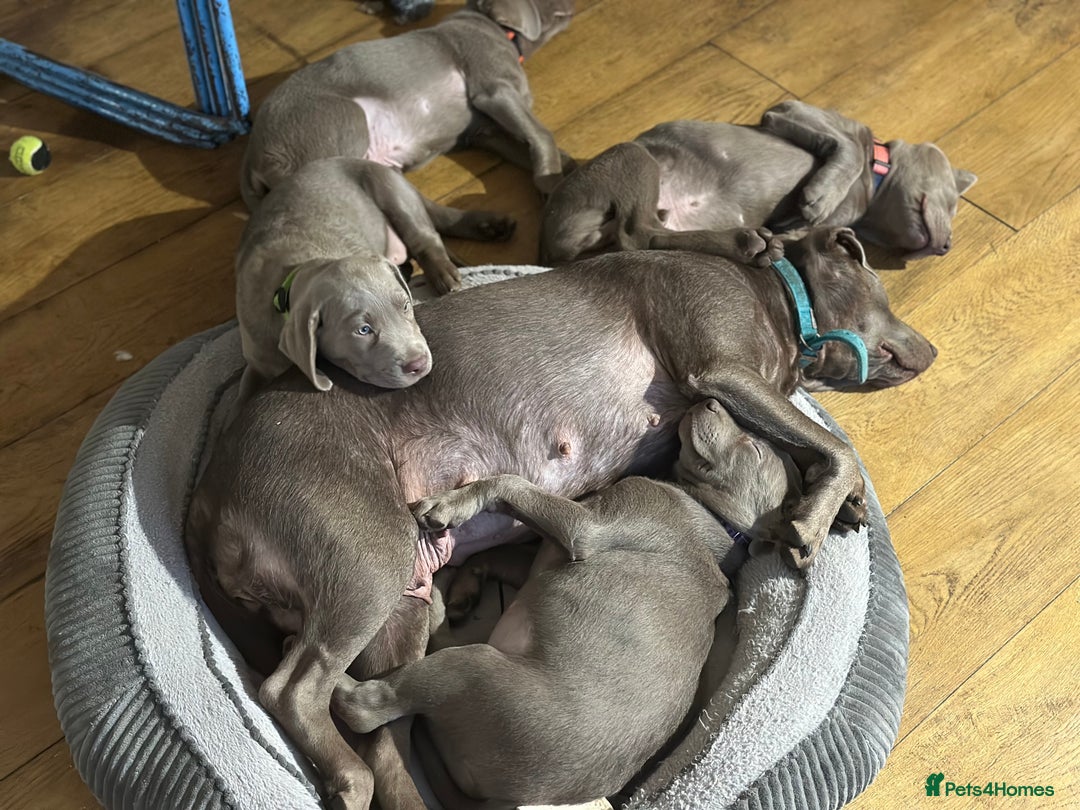 Labrador Retriever dogs for sale: Remaining 3 puppies (13 wks) - Image 8