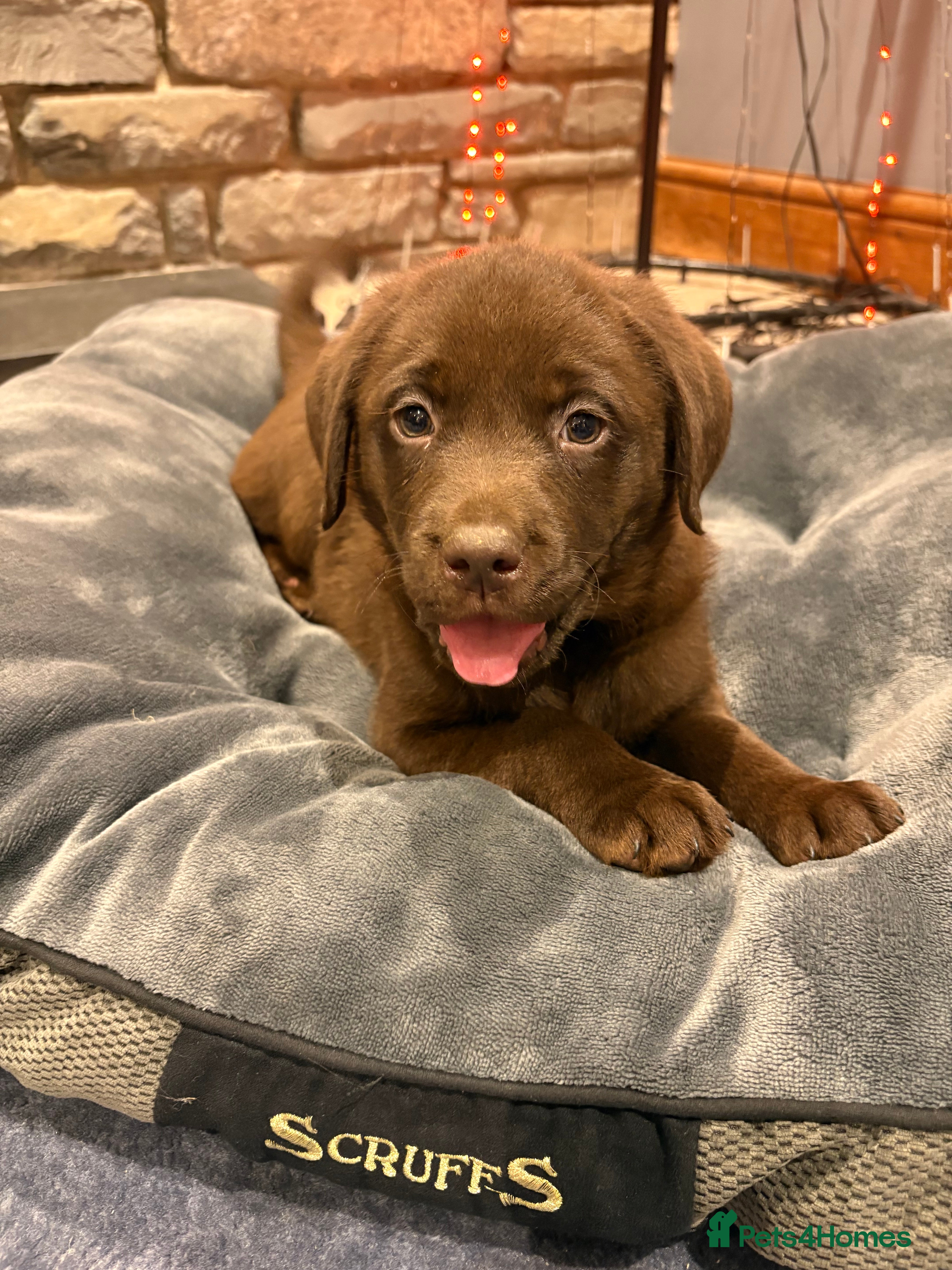 Labrador Retriever dogs Chocolate Labrador Puppies - Advert 1