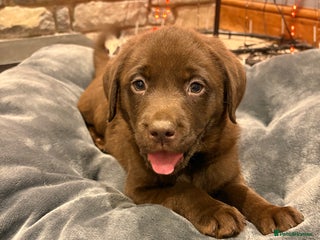 Labrador Retriever dogs Chocolate Labrador Puppies - Advert 1
