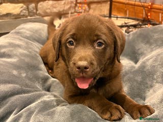 Labrador Retriever dogs Chocolate Labrador Puppies - Advert 1