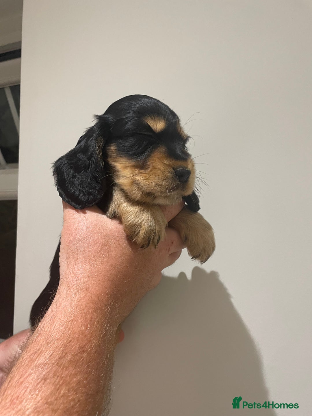 Cocker Spaniel dogs for sale: 6 gorgeous cocker spaniel puppies  - Image 24