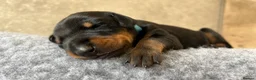 Dobermann dogs for sale: Outstanding Quality Dobermann puppies, KC REG - Advert 16