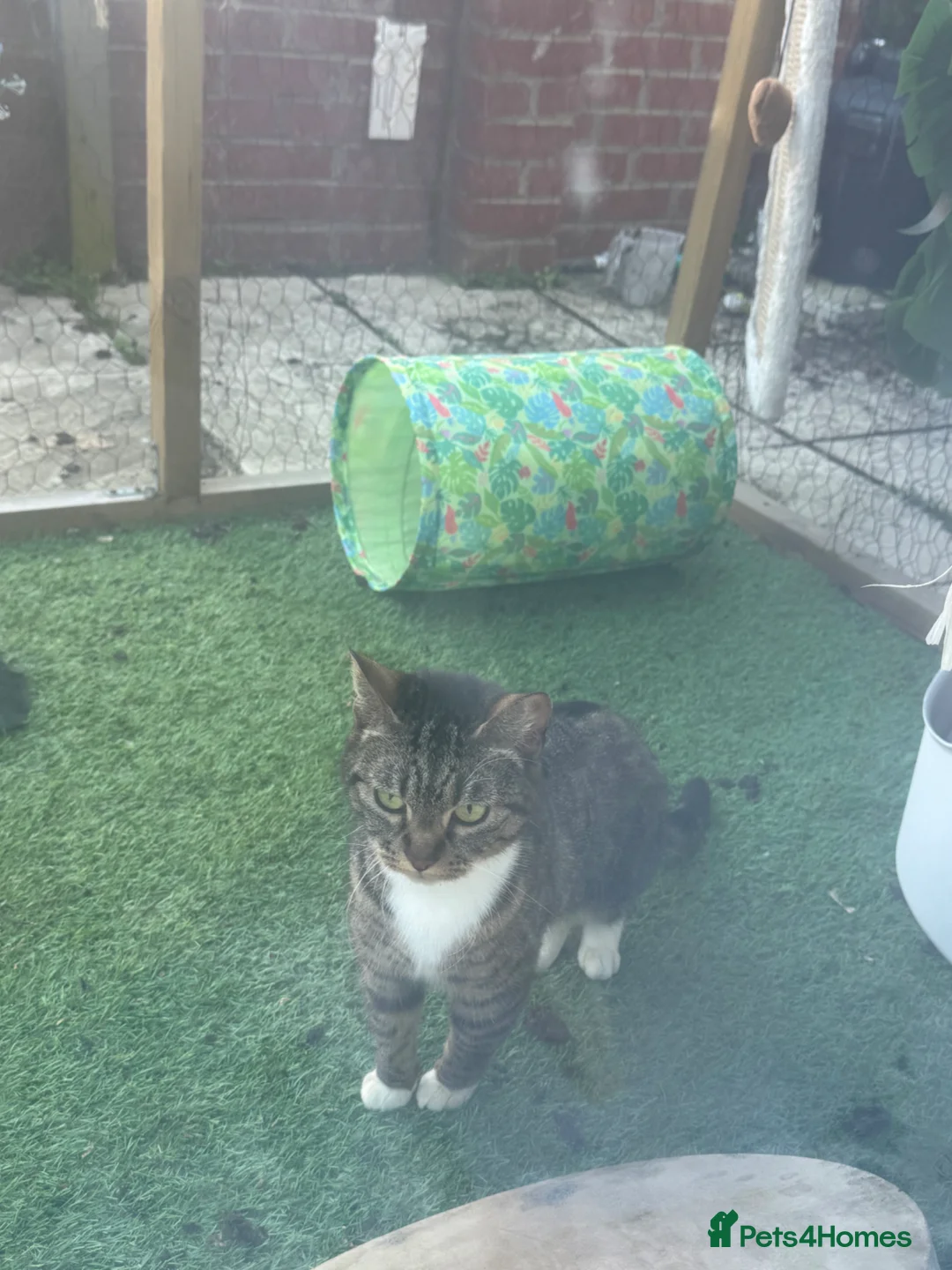 Mixed Breed cats for sale: Arna - 5 years old  - Advert 3