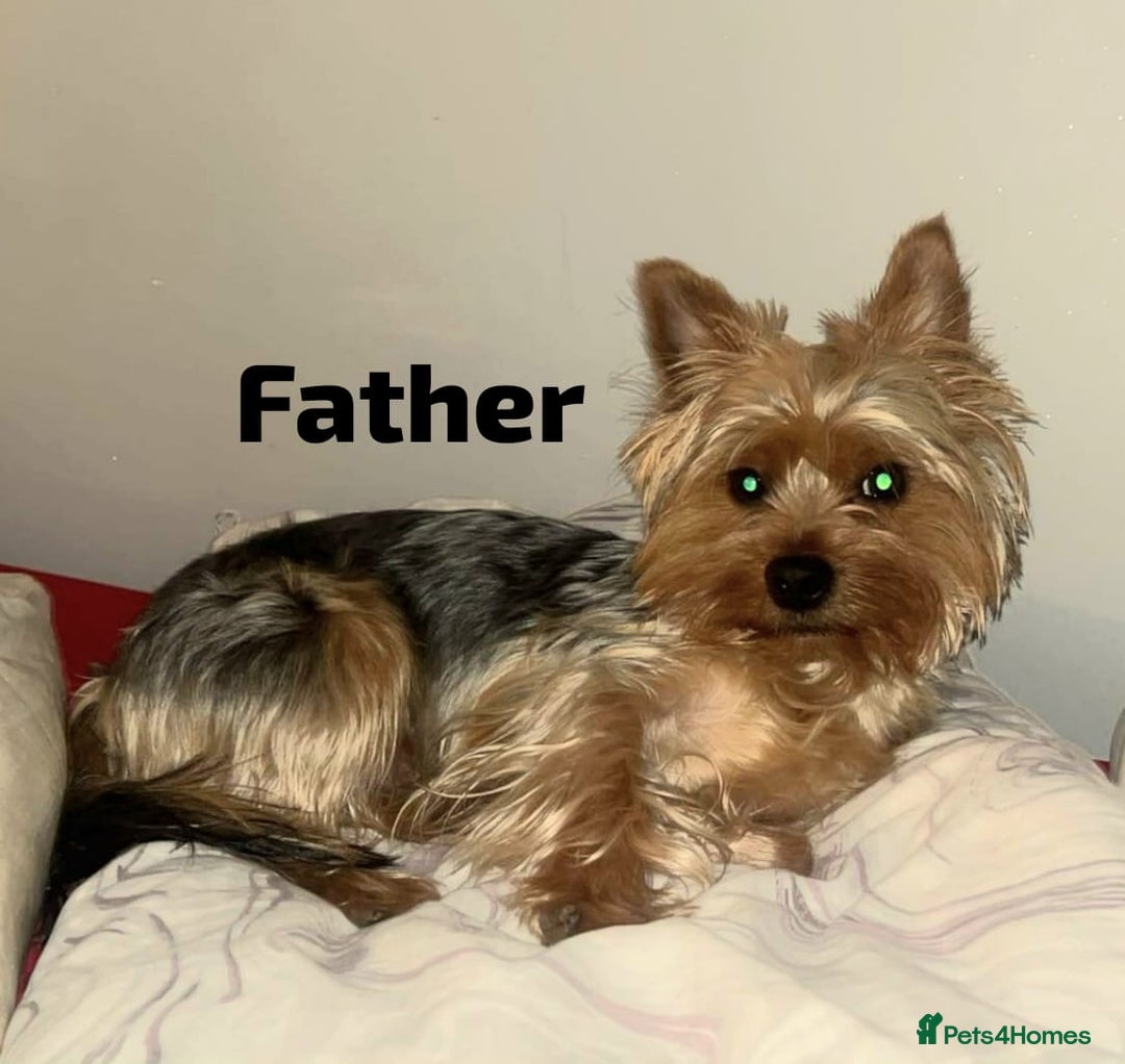 Yorkshire Terrier dogs for sale: 6 beautiful yorkie puppies - Image 19