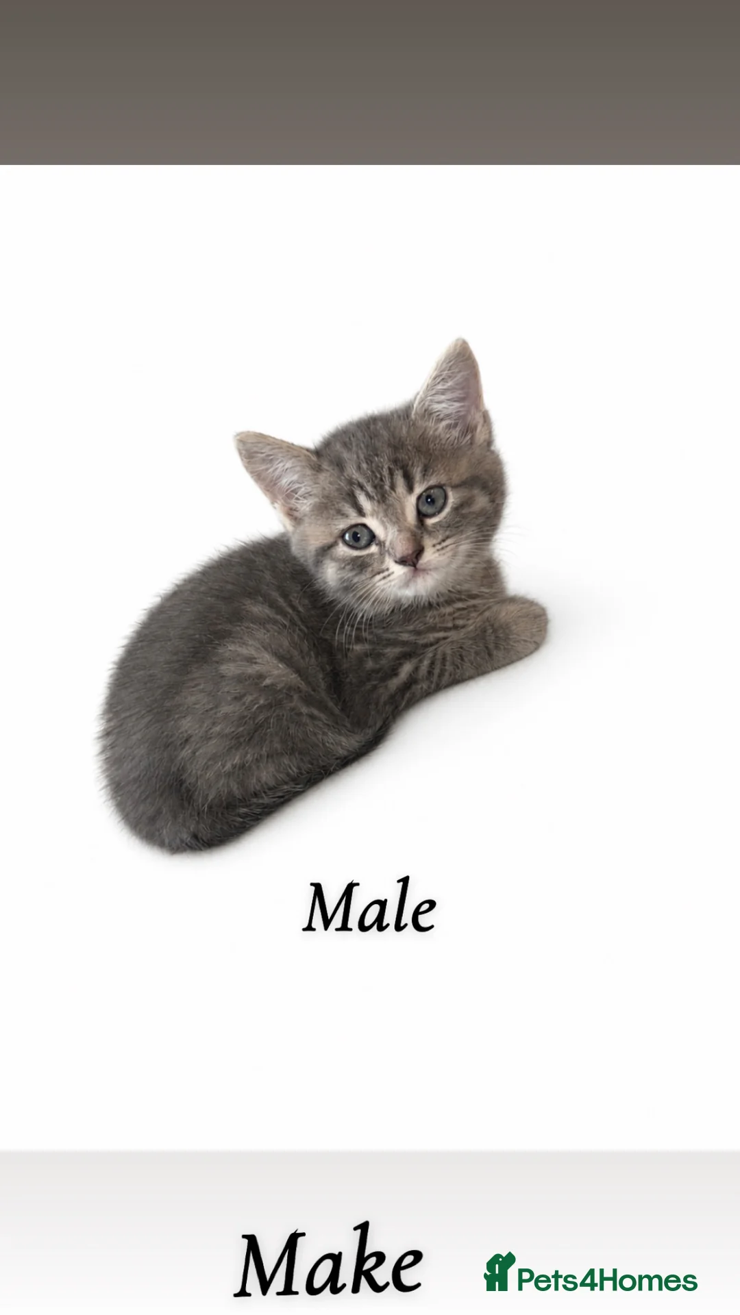 British Shorthair cats for sale: BSH CROSS  - Advert 6