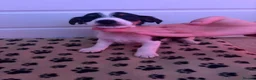 Jack Russell dogs for sale: Mini jack Russell puppies - Advert 16