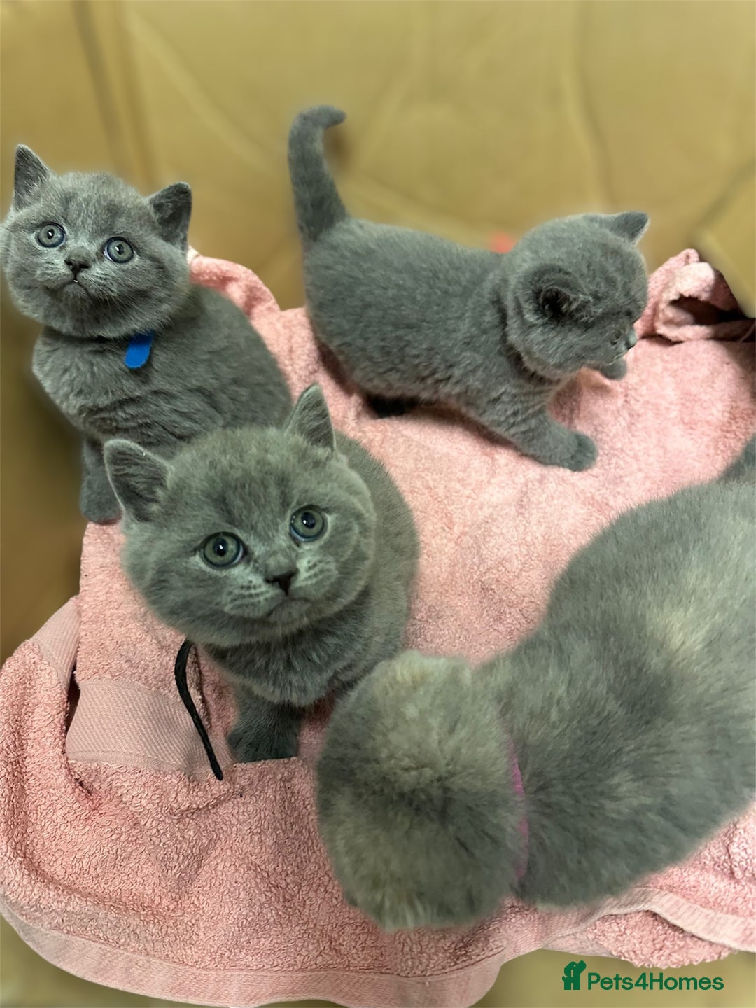 Scottish Fold cats for sale: SCOTTISH FOLD/STRAIGHT KITTENS  - Advert 3