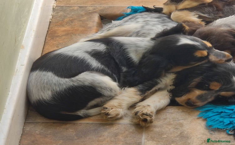 Cocker Spaniel dogs in Driffield - Advert 1