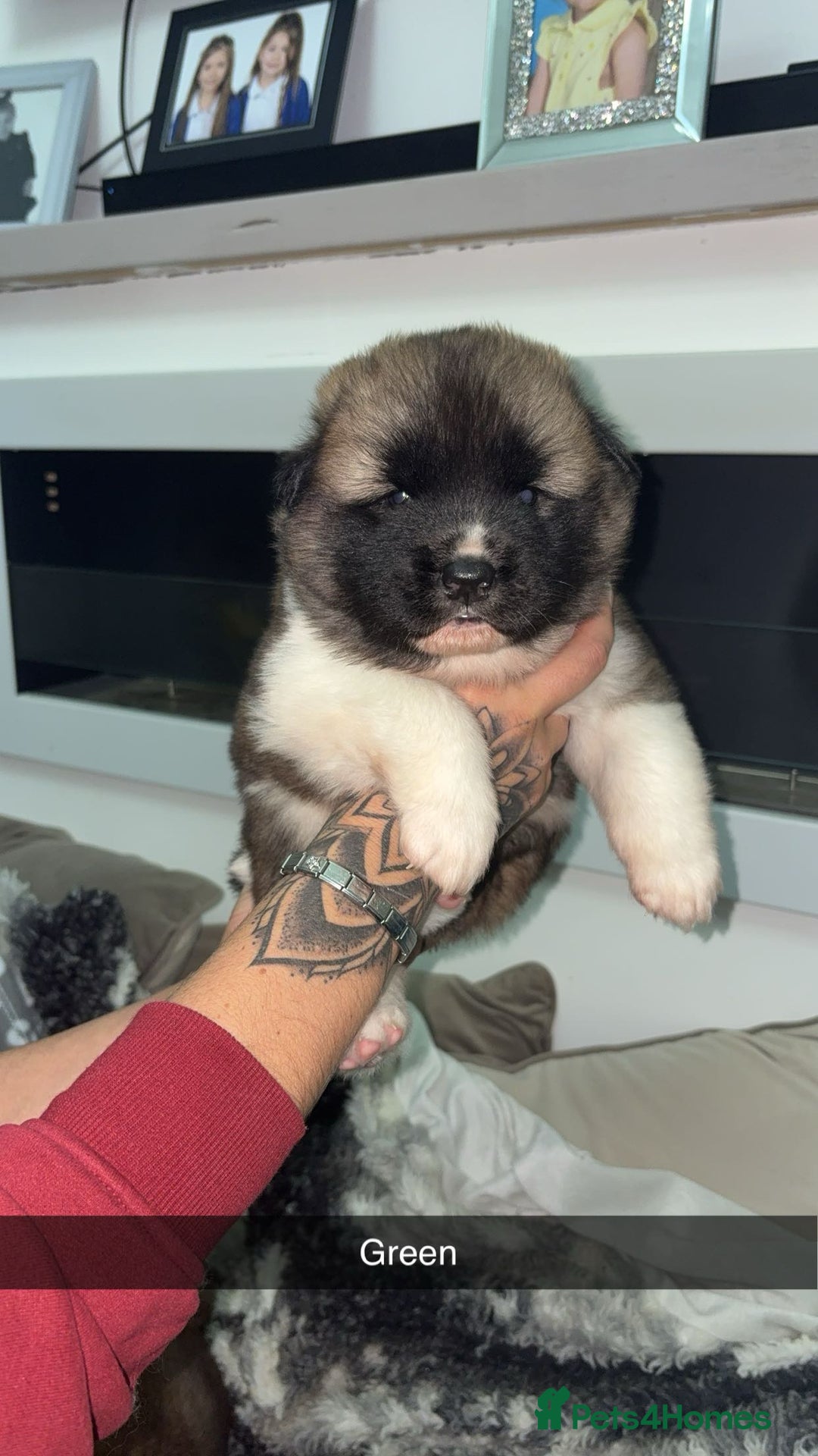 Mixed Breed dogs for sale: 3/4 American Akita x Husky  - Advert 7