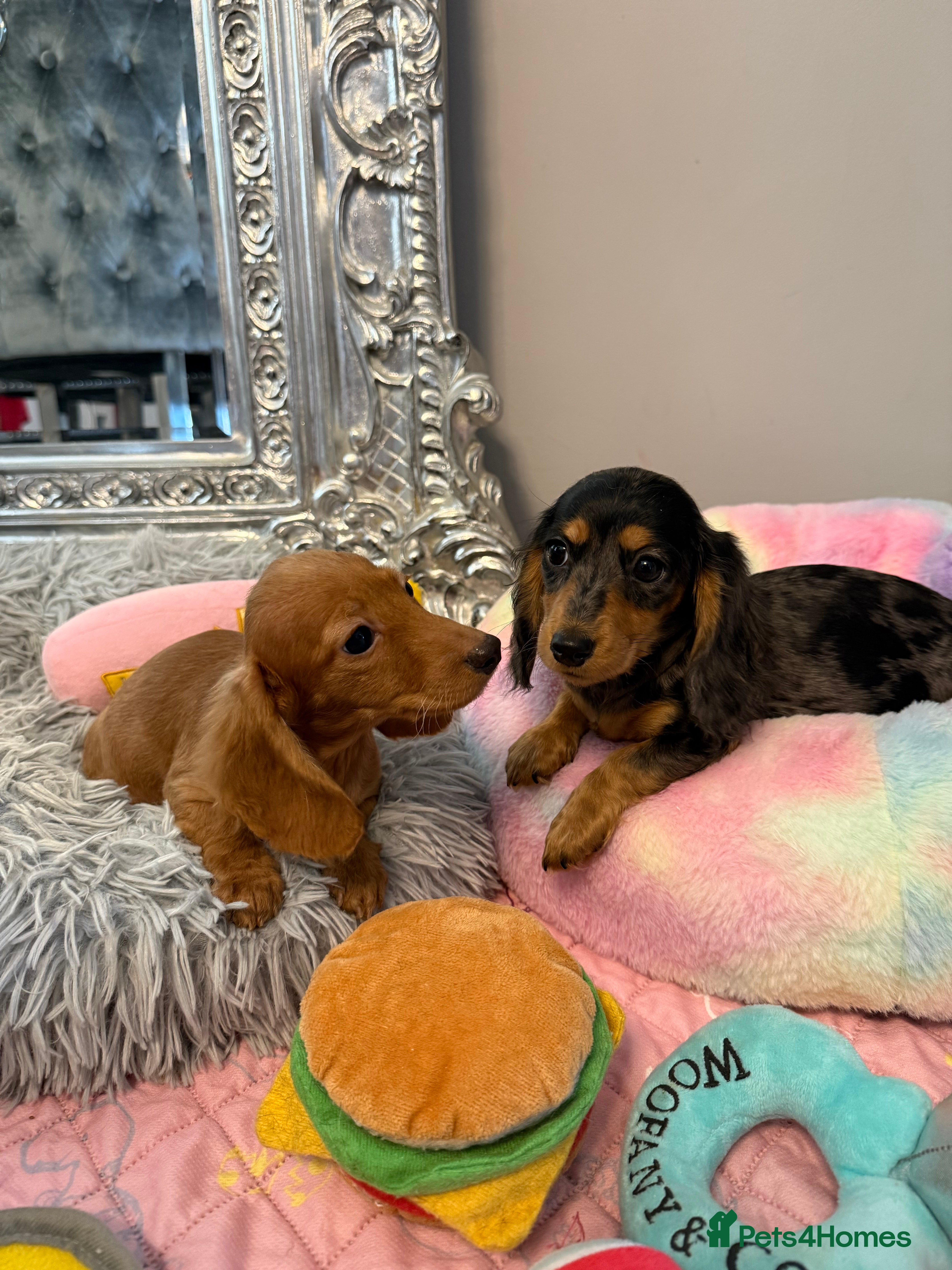 Miniature Dachshund dogs Beautiful Cream Longcoats Miniature Dachshund  - Advert 3