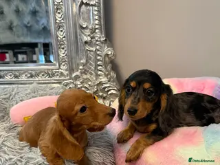 Miniature Dachshund dogs Beautiful Cream Longcoats Miniature Dachshund - Advert 3