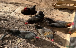 Chickens poultry for sale: 🚜 5 Black Rock type Hybrids (price for all 5) - Image 2