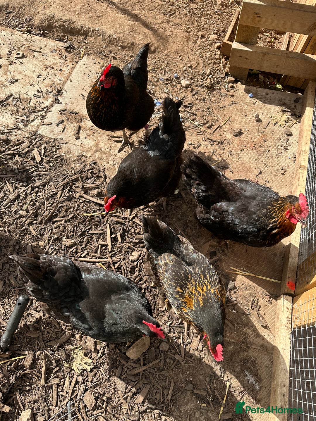 Chickens poultry for sale: 🚜 5 Black Rock type Hybrids (price for all 5) - Image 2