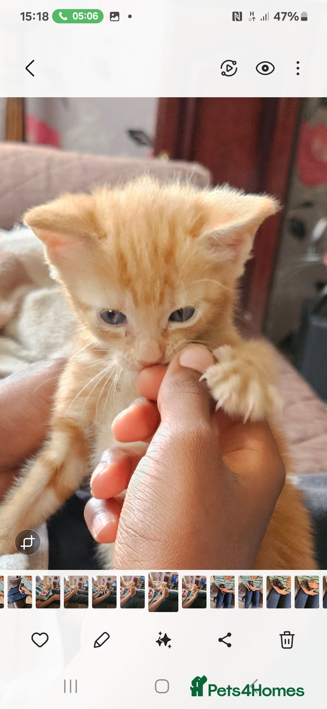 Mixed Breed cats for sale: Kittens for sale - Image 2