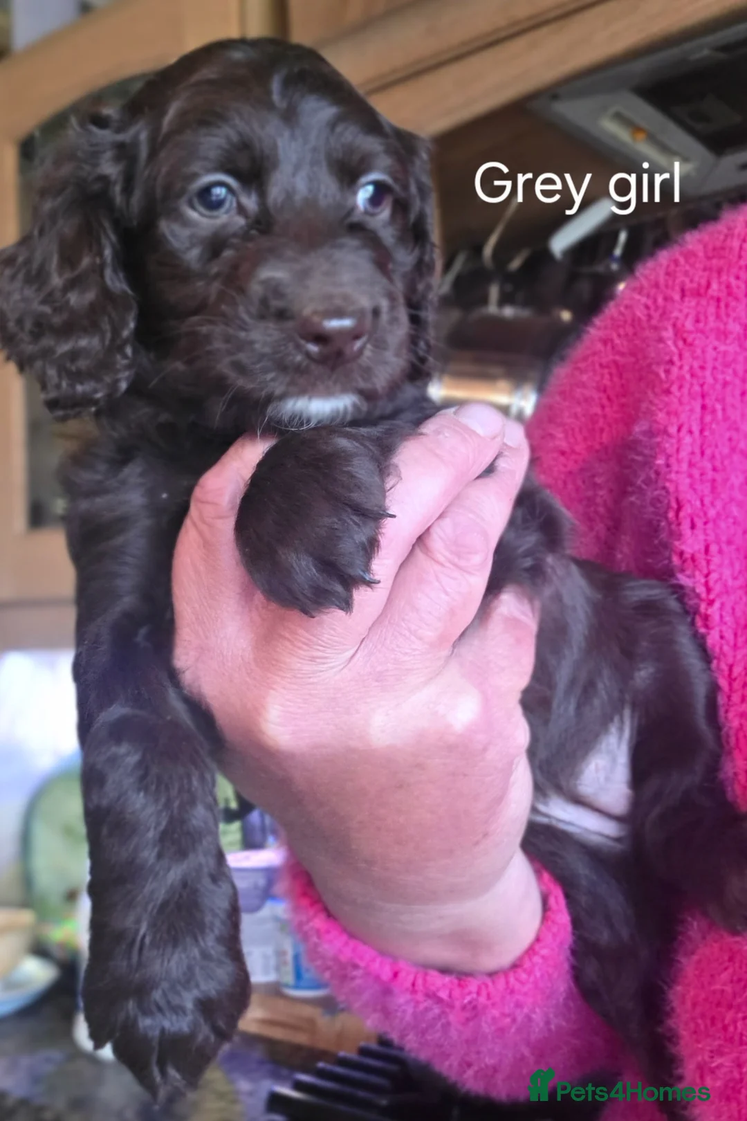 Cockapoo dogs for sale: Cockerpoo puppies F1 Reduced One Boy One Girl left - Advert 2