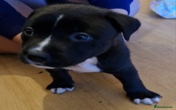 Mixed Breed dogs for sale: 2 beautiful female puppys  - Image 5