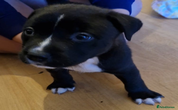 Mixed Breed dogs for sale - Advert 1