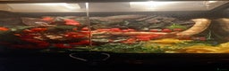 Python Snake reptiles for sale: Ball python / royal pythons male females £35-£65 - Advert 2