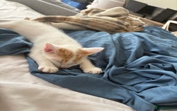 American Shorthair cats for sale: Female Kitten ready to go, need gone ASAP:-( - Image 4
