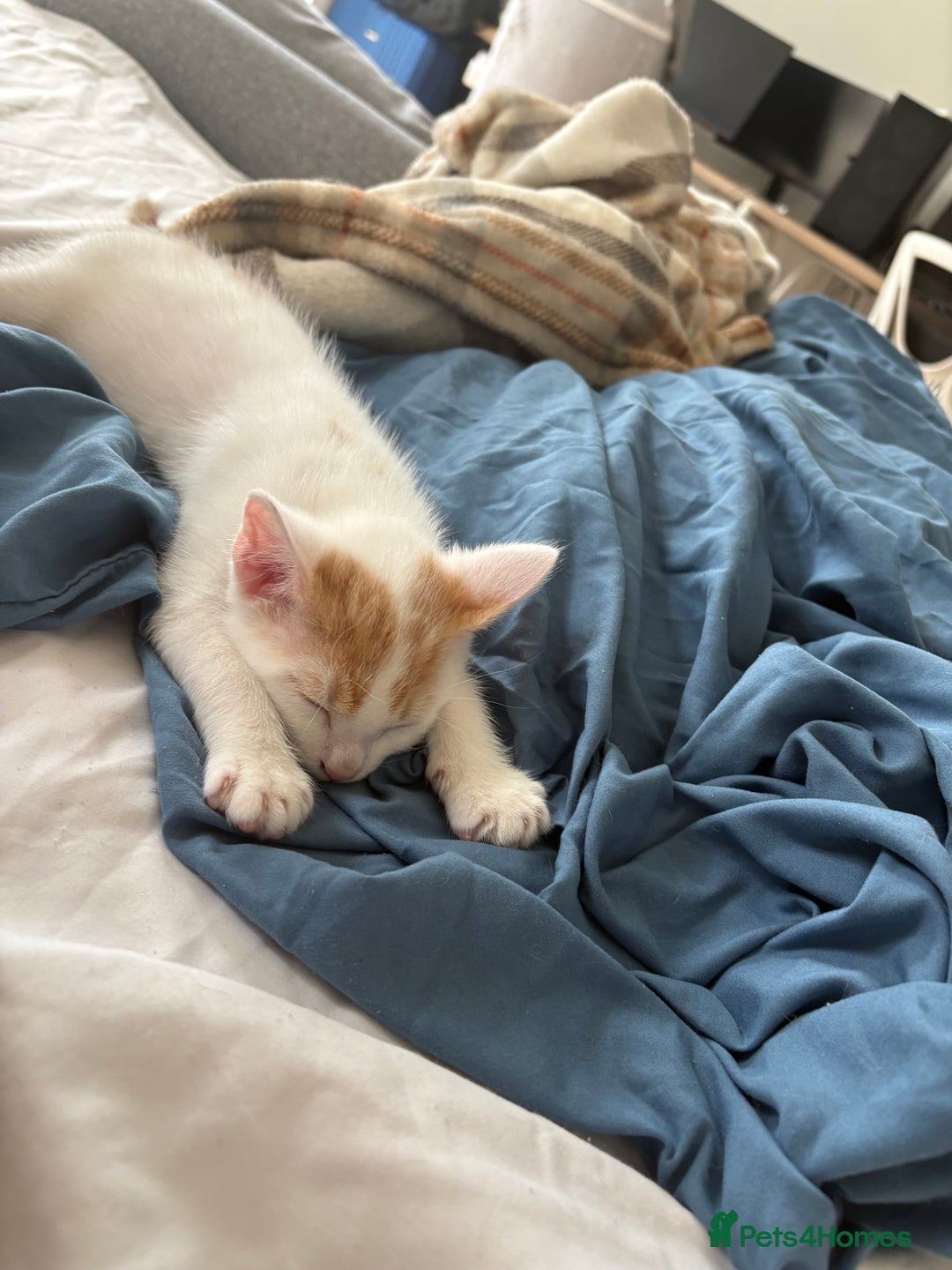 American Shorthair cats for sale: Female Kitten ready to go, need gone ASAP:-( - Image 4