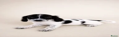 Mixed Breed 1